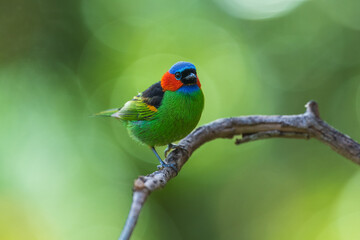Obraz premium Vibrant Red-necked Tanager (Tangara cyanocephala) perched on a branch in the Atlantic Forest, Brazil.