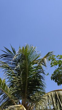 Beautiful Blue Sky with Fresh Green Tree Branches in Daylight