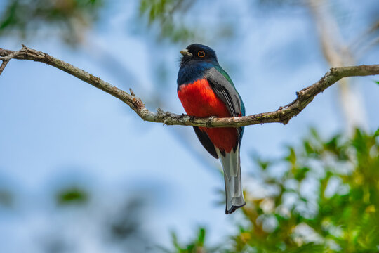 Male Surucua Trogon (Trogon surrucura) perched on a branch in the humid Atlantic Forest, Brazil.