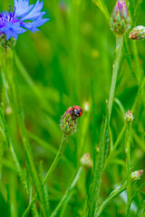 ladybird on a flower © Klaudia