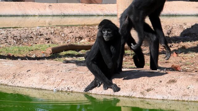 Spider monkeys (Ateles spp.), arboreal New World monkeys known for their exceptionally long limbs