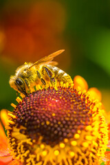 bee on flower gathering nectar and pollinating flowers © Lars