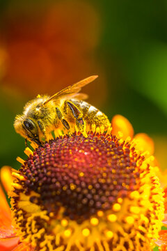 bee on flower gathering nectar and pollinating flowers