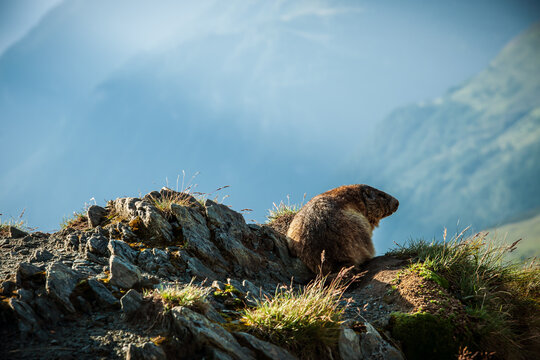marmot in the mountains