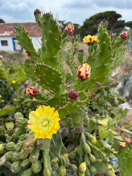 Gros plan sur un cactus en pleine floraison dans un environnement ensoleill&eacute;