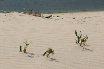Dunes de sable et végétation naturelle sur le littoral de Trafaria au Portugal © Hagen411