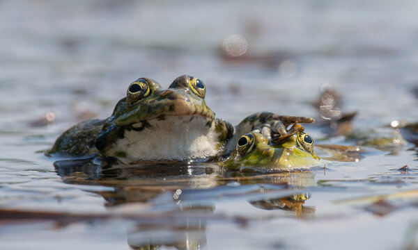 frog in the pond