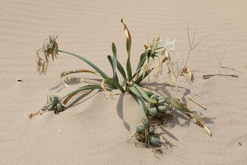 Dunes de sable et végétation naturelle sur le littoral de Trafaria au Portugal © Hagen411