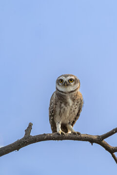 Spotted owlet sitting on a branch at Bharatpur, Rajasthan bird sanctuary, India