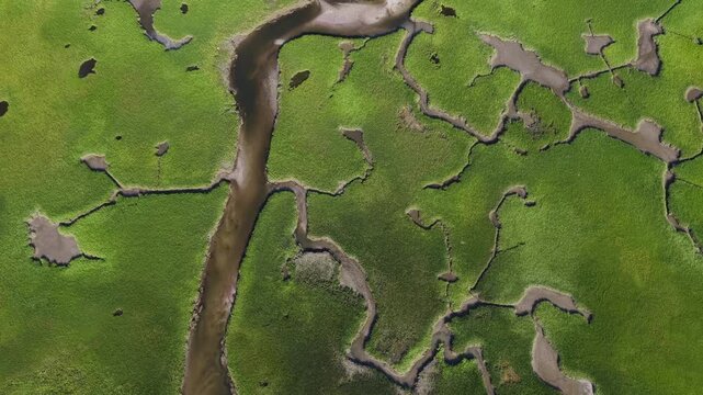 Narrow channels meander through a beautiful salt marsh
in Pleasant Bay, Cape Cod. Marshes provide critical habitat for many birds, fish, and marine invertebrates to feed, mate, and nest.
