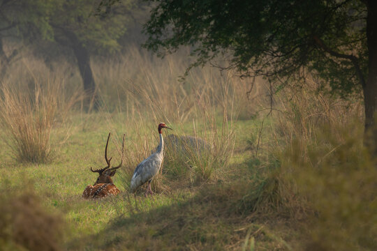 saras crane in the grassland of Bharatpur, keoladeo national park, Maharashtra, India