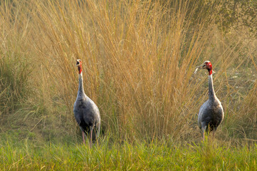 saras crane in the grassland of Bharatpur, keoladeo national park, Maharashtra, India © santosh