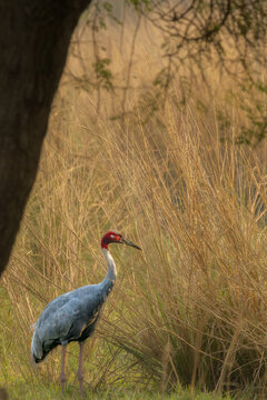 saras crane in the grassland of Bharatpur, keoladeo national park, Maharashtra, India