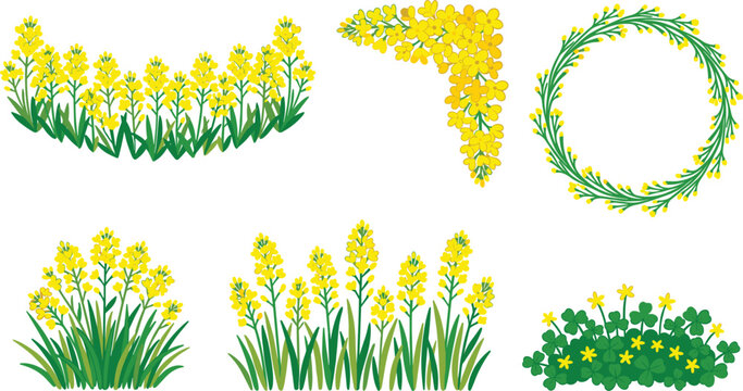 Canola flower vector set featuring yellow rapeseed blooms green stems fields borders corner frame circular wreath and clover patch elements