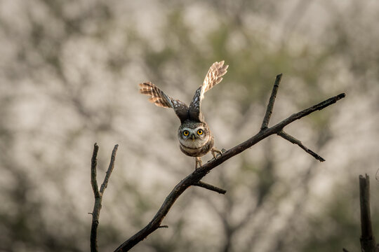 Spotted owlet in flight at Bharatpur, Rajasthan bird sanctuary, India