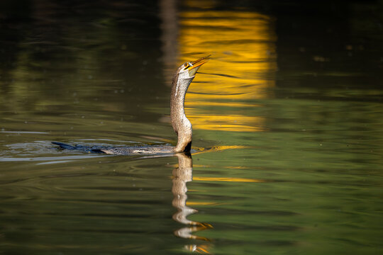 Oriental darter or snake bird fishing in water, Bharatpur, Rajasthan, India
