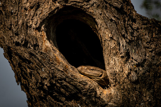 Monitor lizard in tree trunk, Bharatpur, India