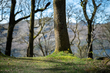 Fototapeta premium A sunny, spring landscape HDR image of a solitary Daffodil, narcissus, at the base of a tree near Keswick in Cumbria, England.