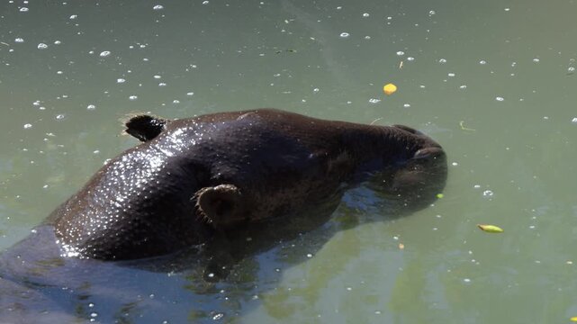 The pygmy hippopotamus (Choeropsis liberiensis) is significantly smaller than the common hippopotamus (Hippopotamus amphibius) and has a less aquatic lifestyle.