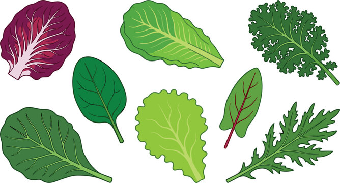 Salad greens vector set featuring various fresh leafy vegetables including romaine lettuce kale spinach radicchio swiss chard arugula and tatsoi leaves