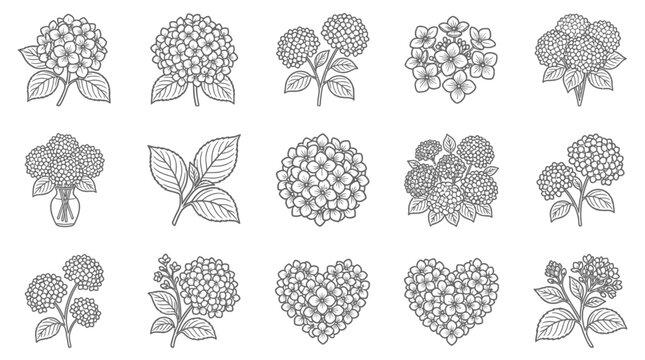 Hydrangea Flower Illustrations: Set of Hand-Drawn Botanical Line Art