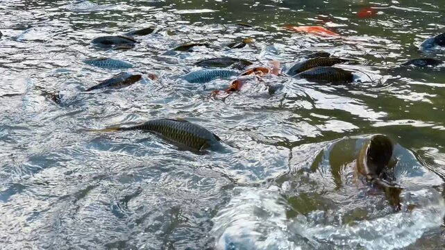 Actively moving carps in the dark muddy water. Feeding a flock of fish in their habitat.