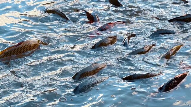 Active fat big fish in the shallow water. Carps school in search of food in the river.