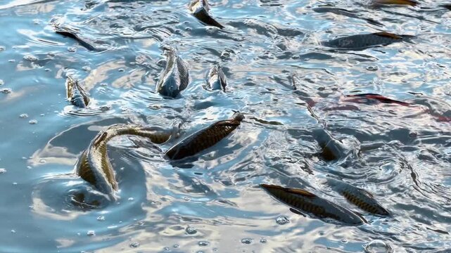 Many carps move actively in the muddy shallow water. Backs of fish peep from river while feeding. Close up.
