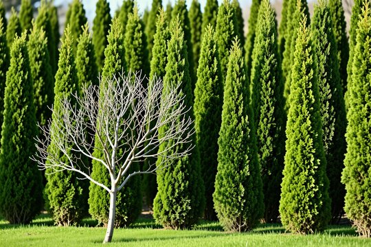 Rows of tall green thuja trees create dense neat hedge background. Single bare deciduous tree stands in front on grass lawn. Springtime garden landscape design features evergreen conifers, contrast
