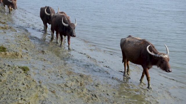 A buffalo herder's herd of buffaloes is moving and feeding along the banks of a flooded river area of Char Kalatali Island in Bhola district of Barisal division.