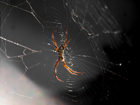 Close-up of an spider on its web with dark bokeh background.