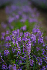 Obraz premium Purple flower wildflower bloom garden meadow green leaf closeup bokeh soft focus natural floral scene with delicate violet petal and stem in outdoor spring growth