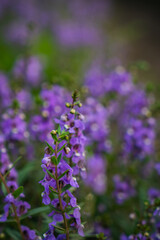 Fototapeta premium Purple flower wildflower blossom garden nature macro stem leaf bokeh blur with soft violet bloom cluster green foliage shallow depth calm floral background