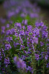 Fototapeta premium Purple flower wildflower meadow bloom blossom nature garden green foliage soft focus closeup with delicate violet petal cluster in natural outdoor habitat