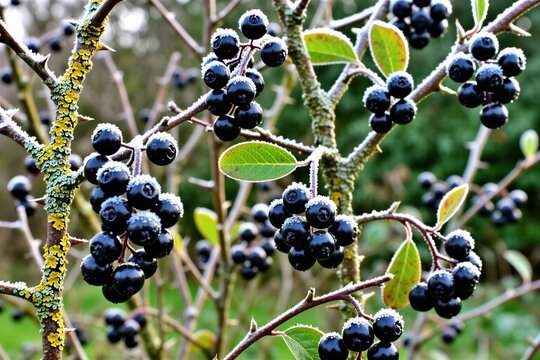 Black sloe berries covered in frost on a thorny bush branch. Ripe wild fruit cluster in winter garden. Dark blue drupes on prickly plant nature background.