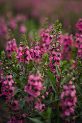 Obraz premium Pink flower garden bloom blossom plant stem leaf meadow with soft focus background natural spring growth green foliage delicate petal outdoor floral scene