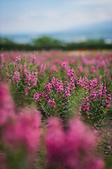 Obraz premium Pink flower field blossom garden nature bloom meadow plant path landscape with soft blur green leaf cloudy sky rural spring calm foreground depth