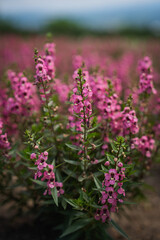 Obraz premium Pink flower wildflower meadow garden bloom stem, soft focus floral field with green leaf, natural spring growth, blurred background, delicate outdoor blossom