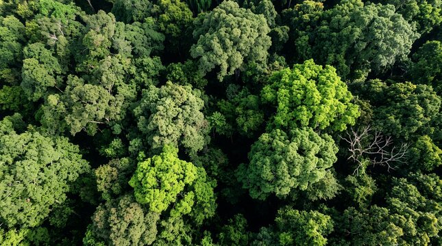 Aerial view of lush green forest canopy, dense tropical jungle treetops from above, vibrant emerald foliage in a wild woodland ecosystem