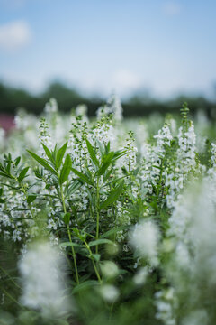 White flower green leaf blossom garden meadow nature plant field spring soft focus among delicate white spikes with blurred background under blue sky calm floral outdoor scene
