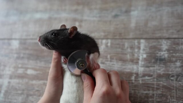 A hand holds a stethoscope against a dark grey and white rat during a health examination indoors. Rat, stethoscope, veterinary, health check, dark grey