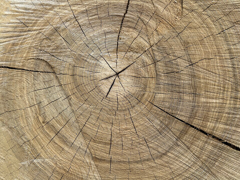 Nature wooden background. Close-up. Top view. Copy space.
