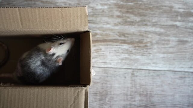 A grey and white domestic rat peeking out from a cardboard box viewed from a high angle indoors. Rat, pet, box, curious, white and grey
