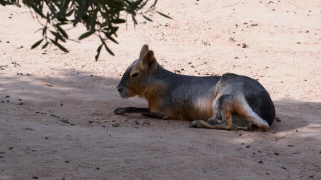 Patagonian mara (Dolichotis patagonum), a large rodent native to Argentina.