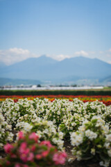 Obraz premium Flower field white blossom pink blossom mountain blue sky garden landscape spring bloom rural scenery with soft focus foreground and distant peak under clear daylight