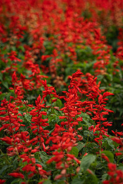 Red salvia flower garden green leaf bloom scarlet spike outdoor botanical bed with soft background, natural foliage, summer growth, vertical floral texture
