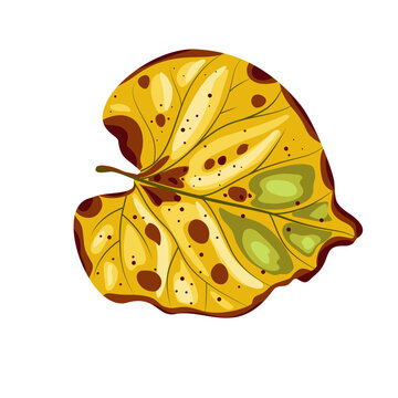 Linden Tree Autumn Leaf. Hand Drawn Botanical Vector Isolated Clipar