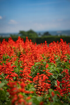 Red flower field garden blossom foliage summer sky, dense scarlet bloom with green leaf in outdoor meadow, soft focus background, blue horizon, sunny natural landscape