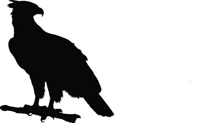 Fototapeta premium Black eagle bird perched on a branch silhouette