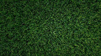 Obraz premium Top view of dense lush green grass lawn texture background with vibrant fresh blades